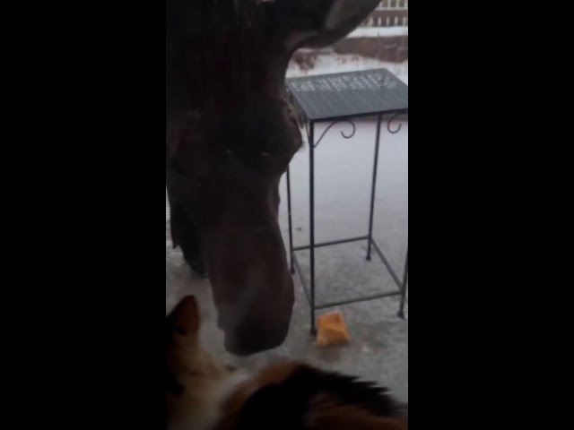 ⁣Moose hops a fence to devour a large pumpkin #Shorts