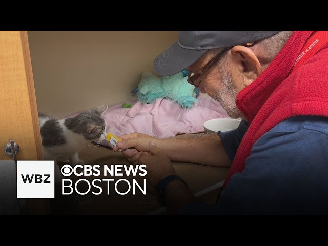 ⁣Dedicated Animal Rescue League volunteer cares for animals waiting to be adopted