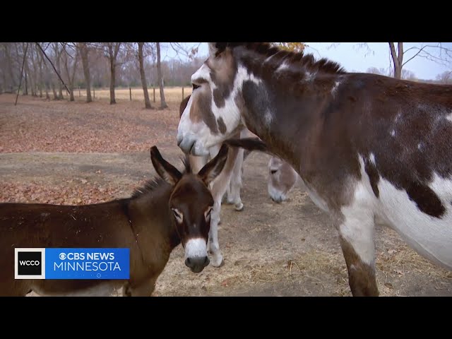 ⁣Mini donkeys steal the show and people's hearts at the Hee-Haw Hollow Farm