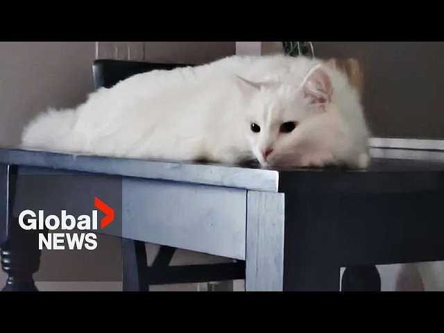 ⁣Meth poisoning incident in BC kills "Joey" the cat