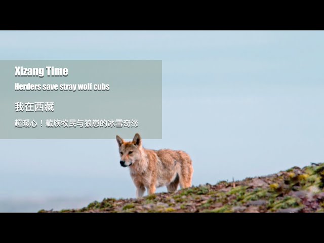 ⁣Xizang Time｜Herders save stray wolf cubs