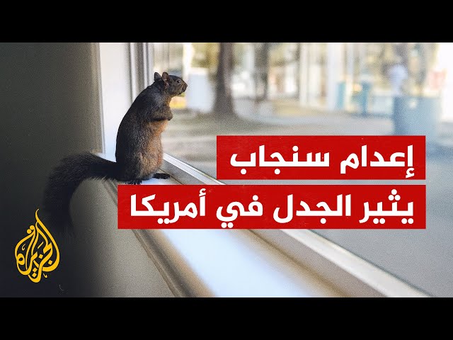 ⁣سلطات نيويورك تنفذ "القتل الرحيم" بالسنجاب "بينات".. لماذا؟