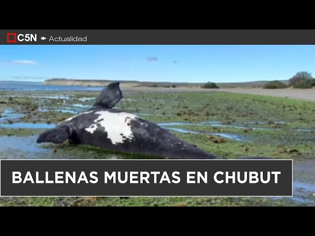 ⁣PREOCUPACIÓN en PANINSULA VALDÉS: ENCONTRARON 21 BALLENAS MUERTAS por una TOXINA