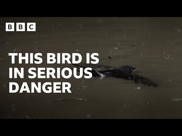 ⁣Swifts fall into dangerous cave of bird-eating catfish  - BBC | Asia