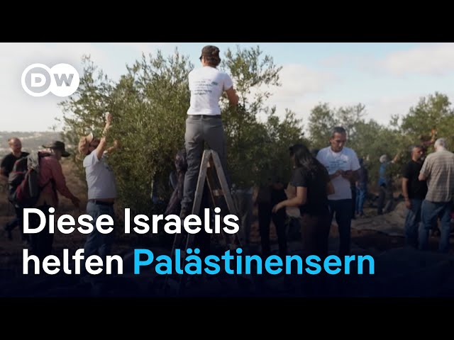 ⁣Israelis helfen Palästinensern bei der Olivenernte | DW Nachrichten