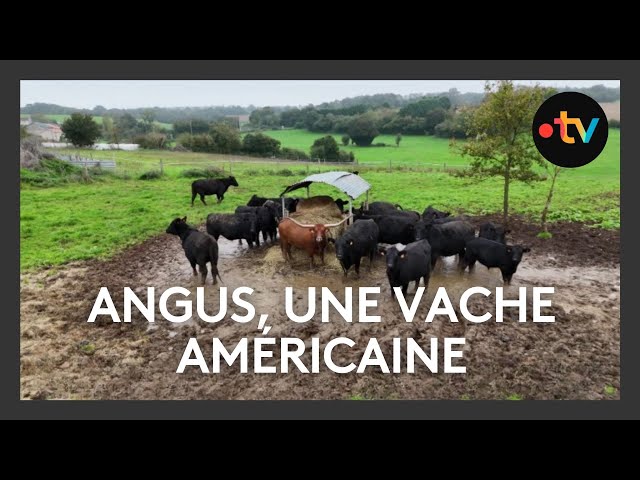 ⁣Angus, des vaches venues des États-Unis