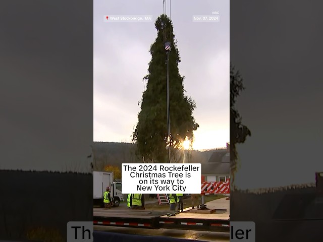 ⁣The 2024 Rockefeller Christmas Tree is on its way to New York City