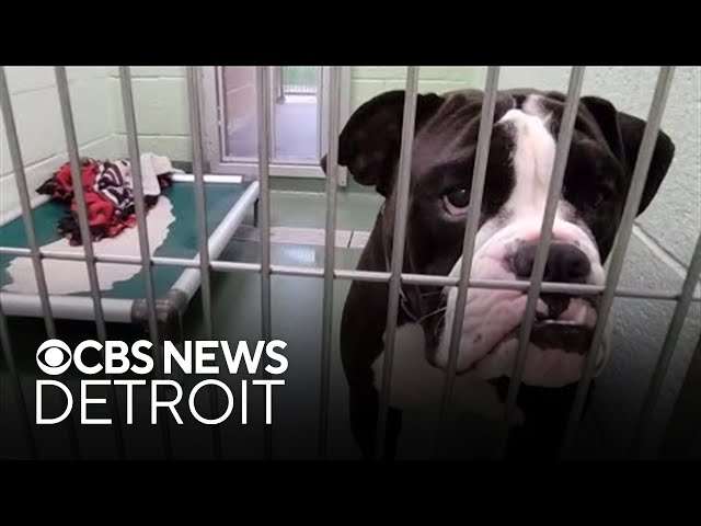 ⁣Detroit Animal Care and Control hosts Furry Thursdays dog adoption events