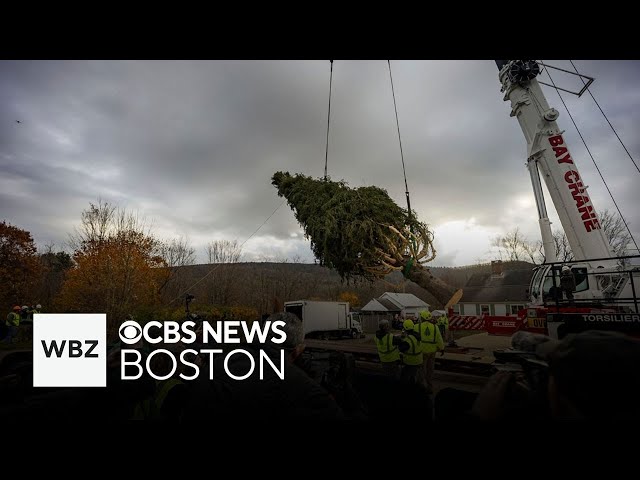 ⁣Tree in Massachusetts cut down for Rockefeller Center Christmas display