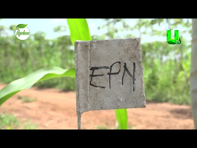 ⁣AYEKOO:: CSIR/CRI AND 16 OTHER AFRICAN COUNTRIES MANAGE FALL ARMYWORMS WITH BIOLOGICAL CONTROL