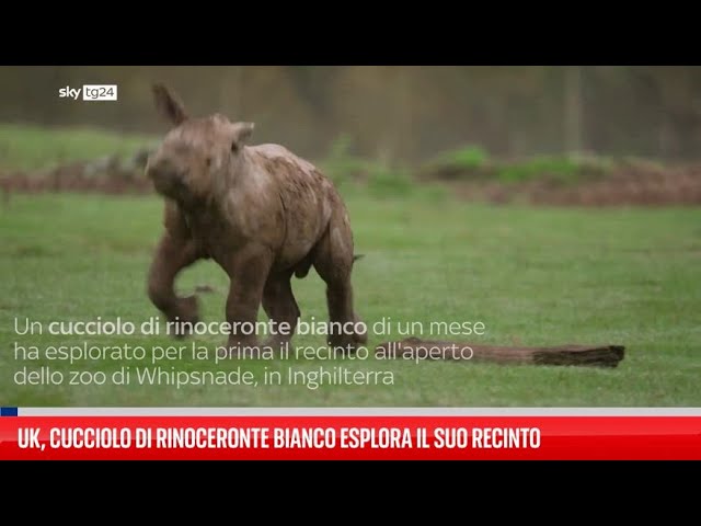 ⁣Il cucciolo di rinoceronte gioca nel fango