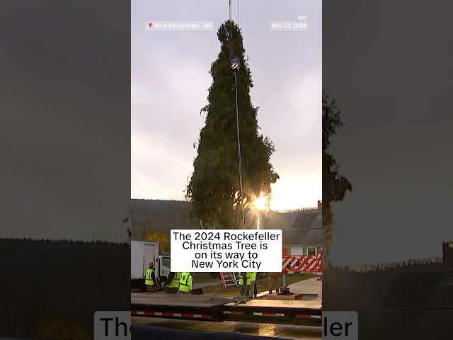 ⁣The 2024 Rockefeller Christmas Tree is on its way to New York City