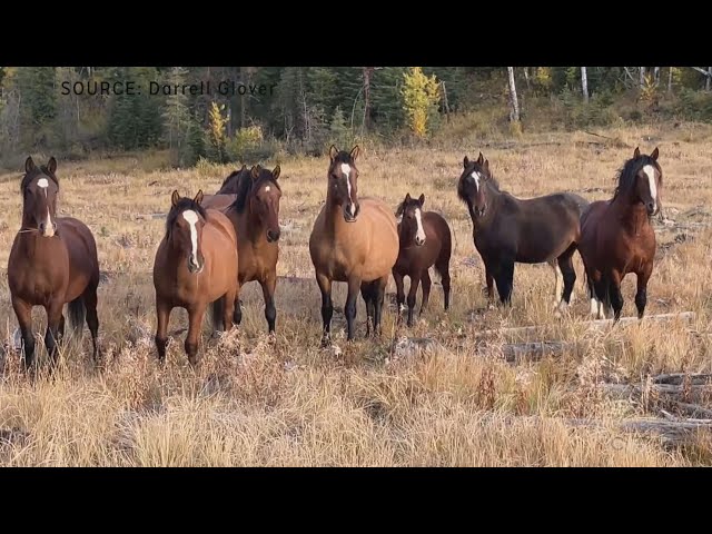 ⁣Anger over Alberta government's plan to cull wild horses