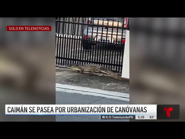 ⁣Caimán se pasea por urbanización de Canóvanas