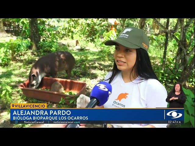 Chigüiro fue adoptado por una danta en el Bioparque Los Ocarros