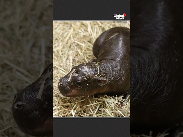 ⁣Moo Deng? Who Deng? Edinburgh Zoo pits Haggis the baby pygmy hippo against social media star  