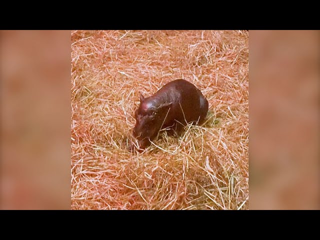 ⁣NO COMMENT | Este es Haggis: un hipopótamo pigmeo recién nacido en el zoo de Edimburgo