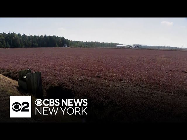 ⁣New Jersey drought could impact next year's blueberry, cranberry harvests