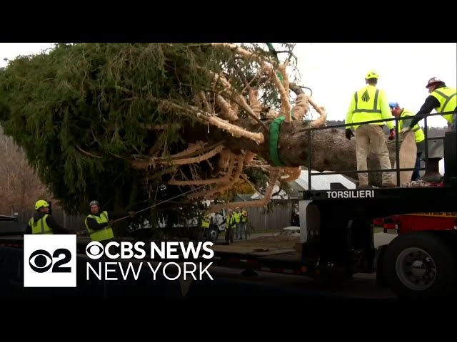 ⁣Rockefeller Center Christmas tree cut down in Massachusetts