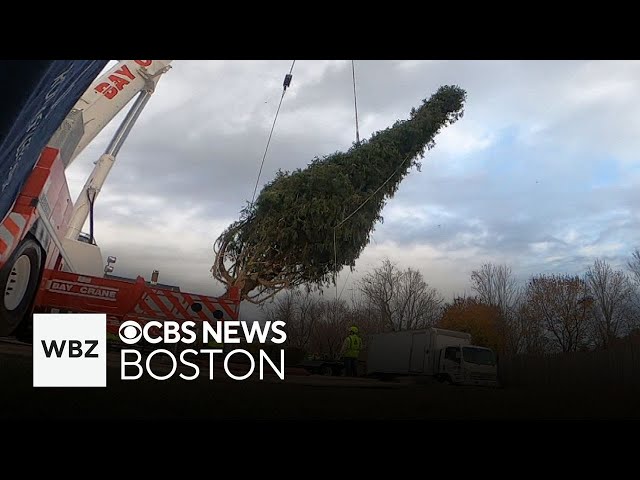 ⁣Rockefeller Center Christmas tree cut down in Massachusetts