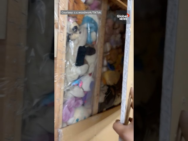 ⁣Dozens of stuffed animals discovered in BC couple's walls during DIY renovation 