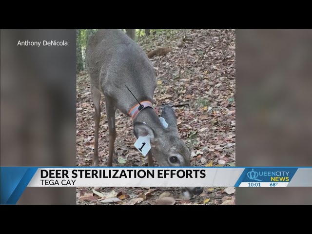 ⁣Wildlife company sterilizes 200 female deer in Tega Cay