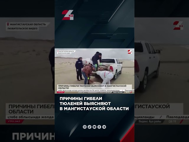 ⁣Причины гибели тюленей выясняют в Мангистау