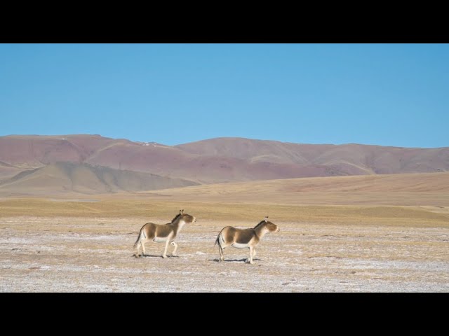 ⁣Installation de caméras infrarouges pour observer la faune sauvage