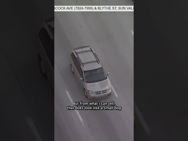 ⁣Dog rides passenger during a pursuit in LA County