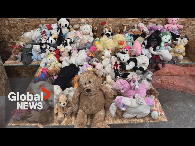 ⁣Stuffed animals found hidden in walls during renovation, BC couple now sharing them with strangers