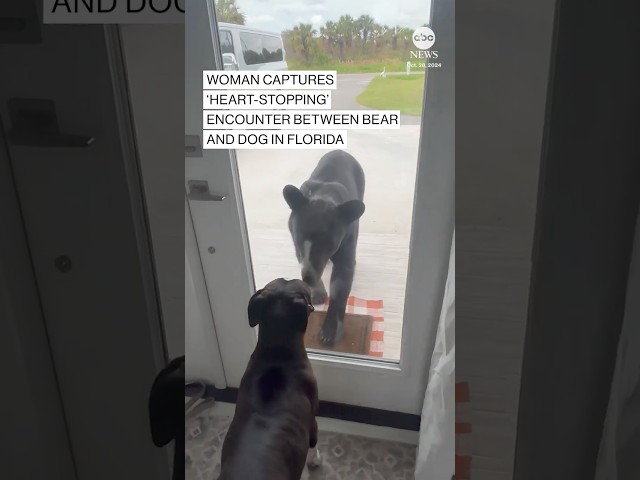 ⁣Woman captures ‘heart-stopping’ encounter between bear and dog in Florida