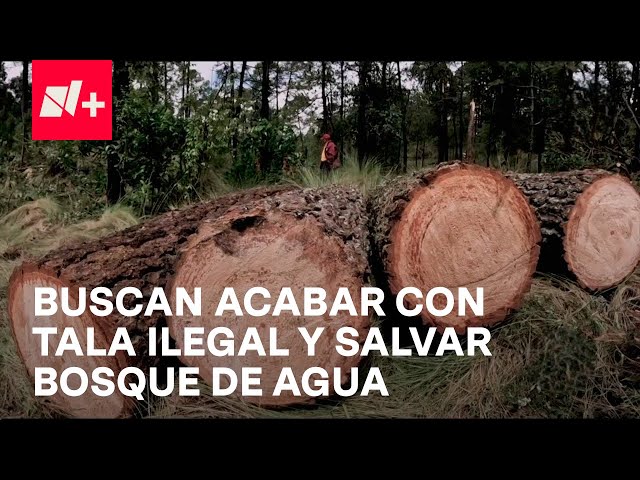 ⁣N+ FOCUS: Unen fuerzas para frenar tala ilegal y salvar al "Gran Bosque de Agua" - En Punt