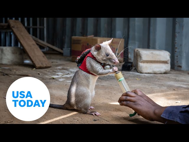 ⁣Rats wearing vests help fight illegal wildlife trade | USA TODAY