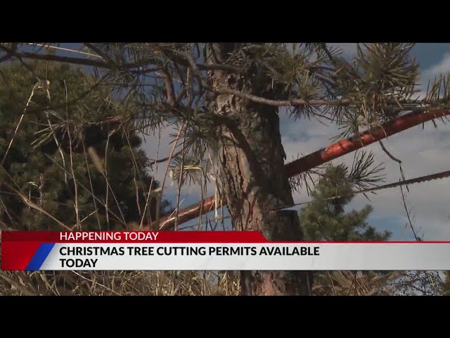 ⁣Permits to cut Christmas trees in national forests on sale