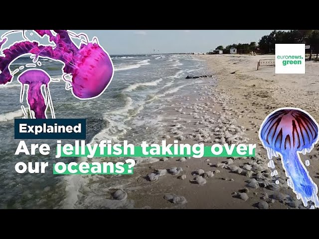 ⁣What’s behind jellyfish ‘blooms’ and are there actually more of them?