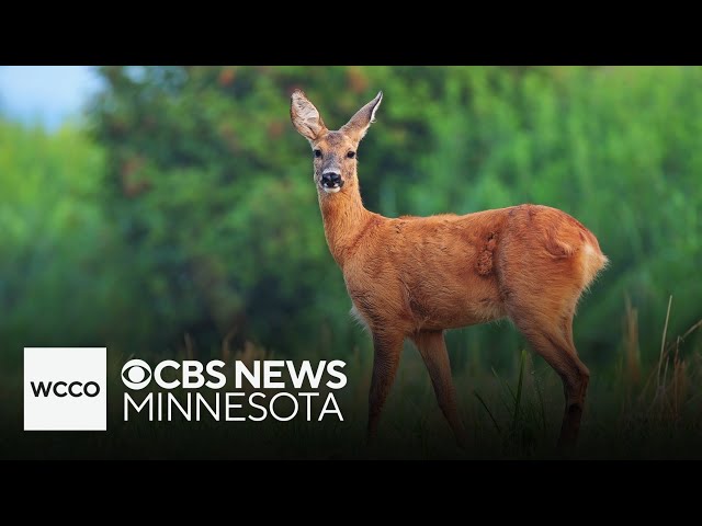 ⁣Minnesota's firearm deer season starts this weekend