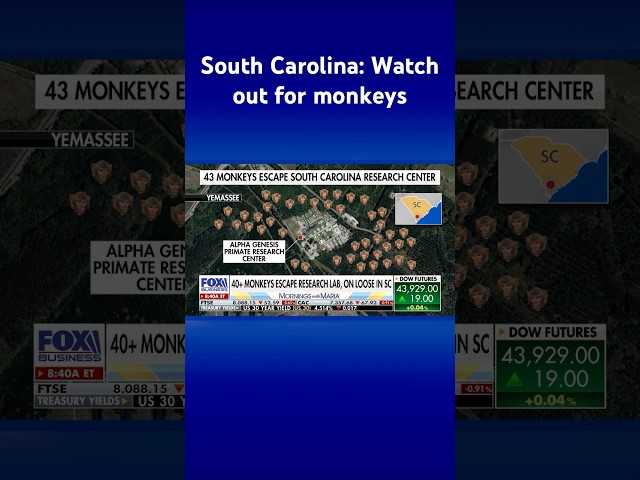 ⁣More than 40 monkeys are on the loose in South Carolina #shorts