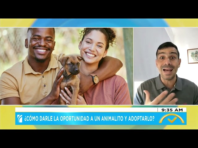 ⁣¿Cómo darle la oportunidad a un animalito y adoptarlo?