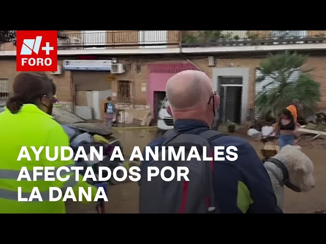 ⁣Animales afectados por la DANA en Valencia, España - Expreso de la Mañana