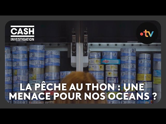 ⁣Comment les industriels de la pêche au thon menacent nos océans - Cash investigation