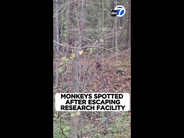 ⁣Monkeys spotted after escaping research facility