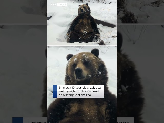 ⁣Grizzly bear plays with snow