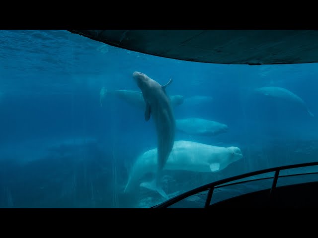 ⁣Another beluga whale has died at the Marineland theme park in Ont.