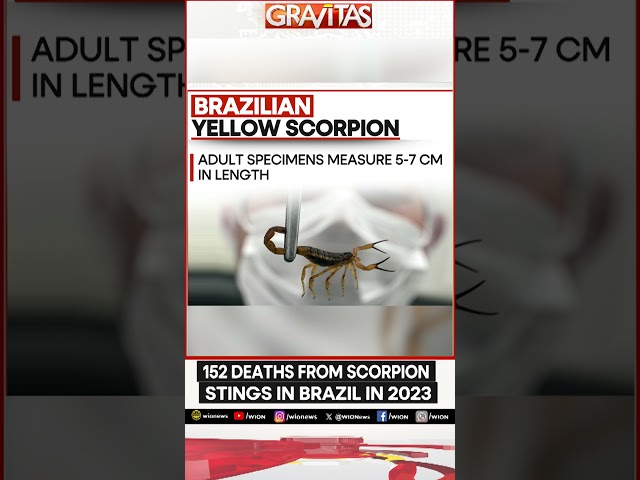 ⁣Most Dangerous Scorpion in South America | GRAVITAS | WION Shorts