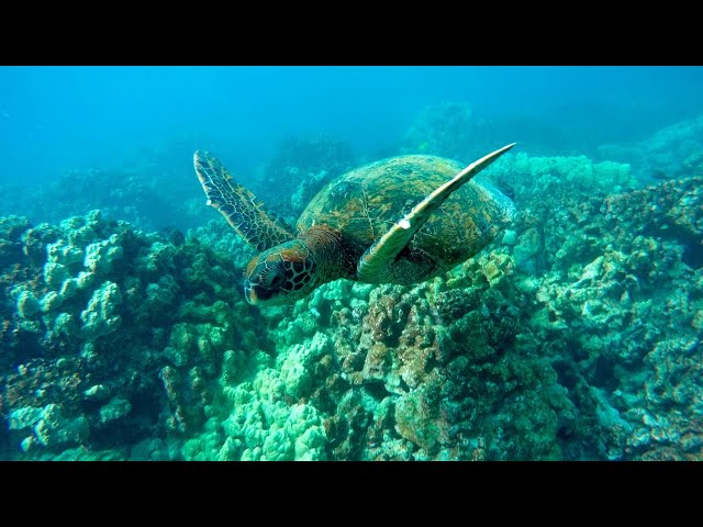 ⁣Rising temperatures threatening sea turtles