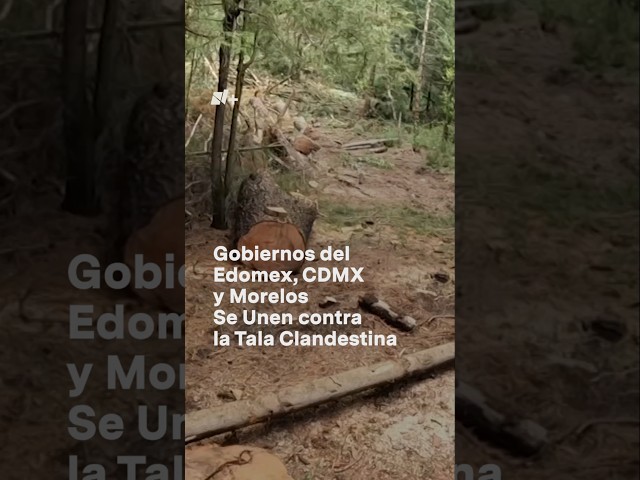 ⁣CDMX, Edomex y Morelos combatirán la tala clandestina #nmas #shorts