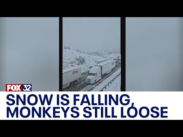 ⁣Across America: Snow is falling out west, monkeys still on the loose