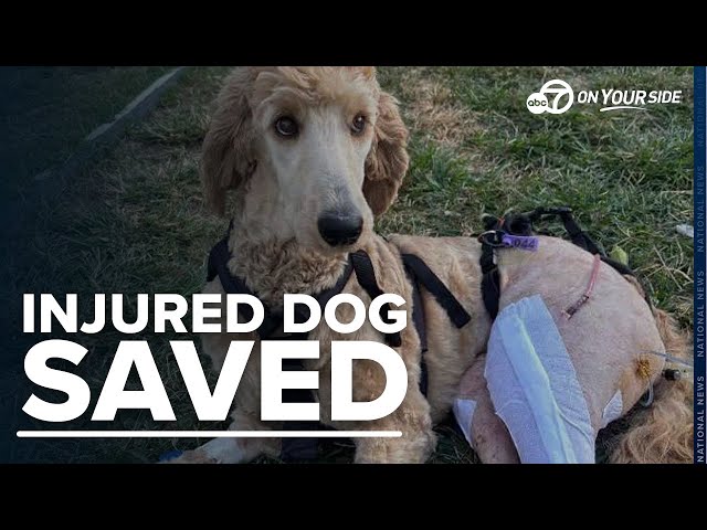 ⁣From near death to family: couple uses wedding fund to save Goldendoodle