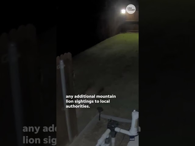 ⁣A mountain lion caught on camera in Texas yard #Shorts