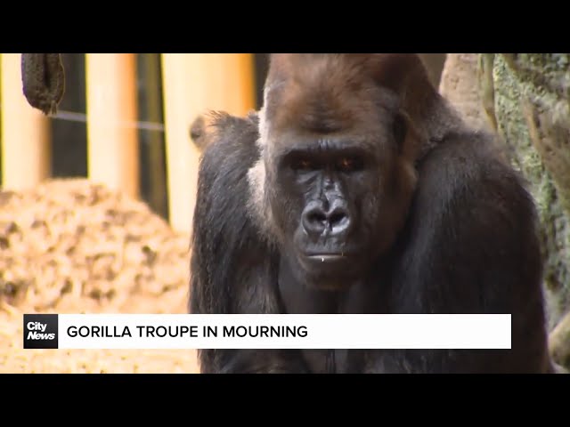 ⁣Toronto Zoo gorillas continue to mourn the loss of their leader Charles